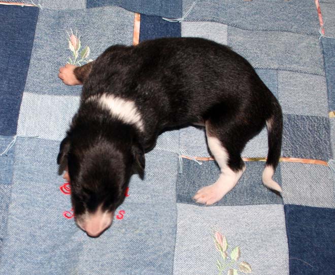 Puppy 3 - Girl Turning